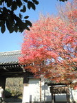 NEC_0264.jpg